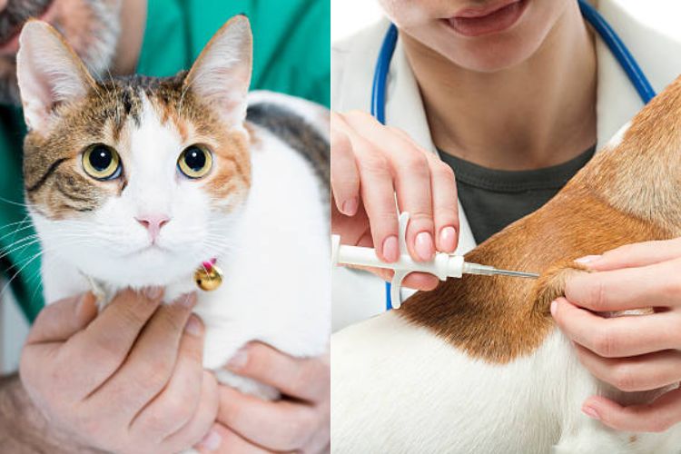 Vacunación de mascotas