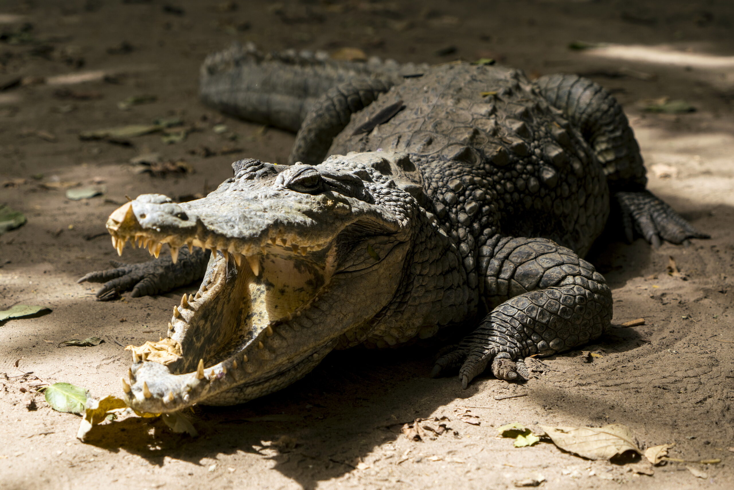 Impactante video: Encuentran a un inmenso caimán cerca de un charco de sangre