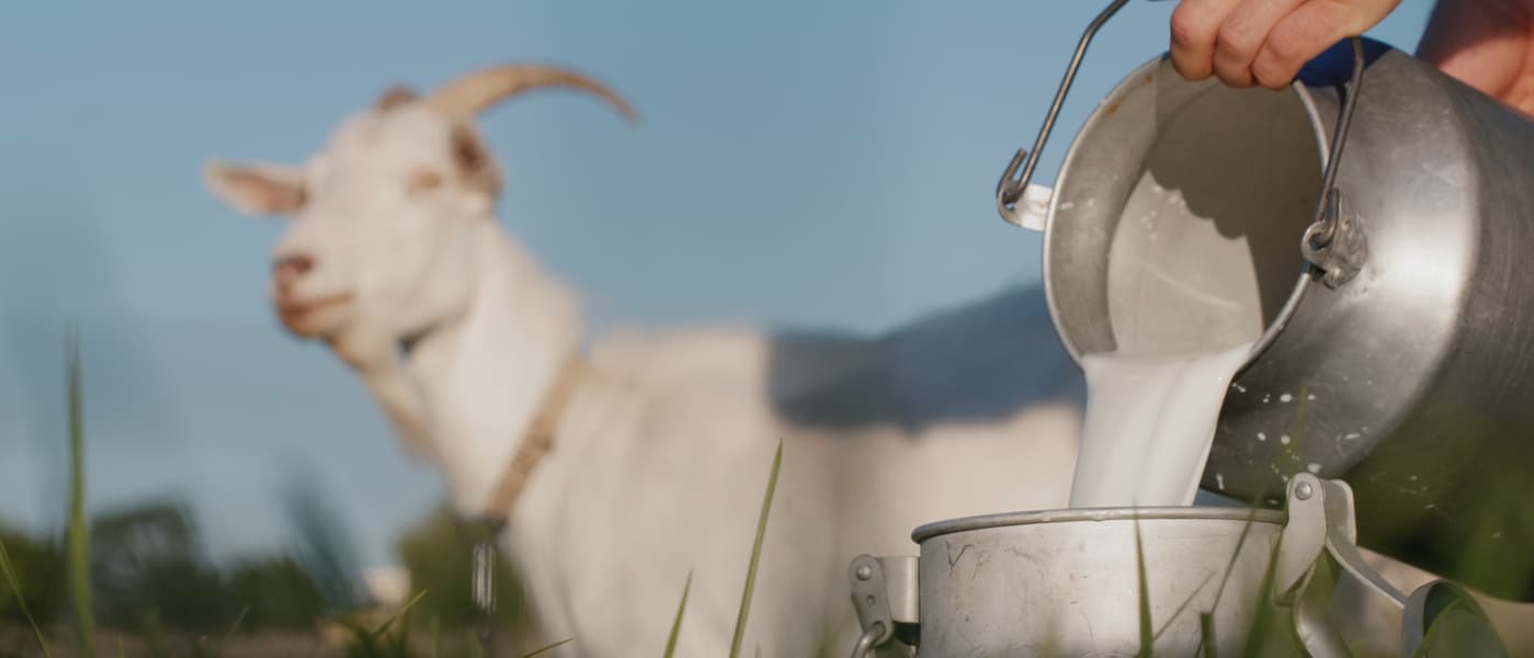 Municipio colombiano se caracteriza por sacar productos con leche de cabra  - Diario del Sur