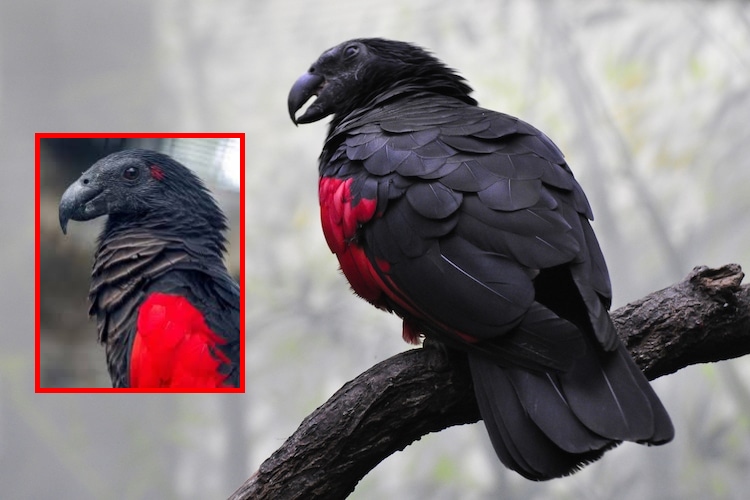 El Loro Drácula: el ave real que parece salida de una película de terror