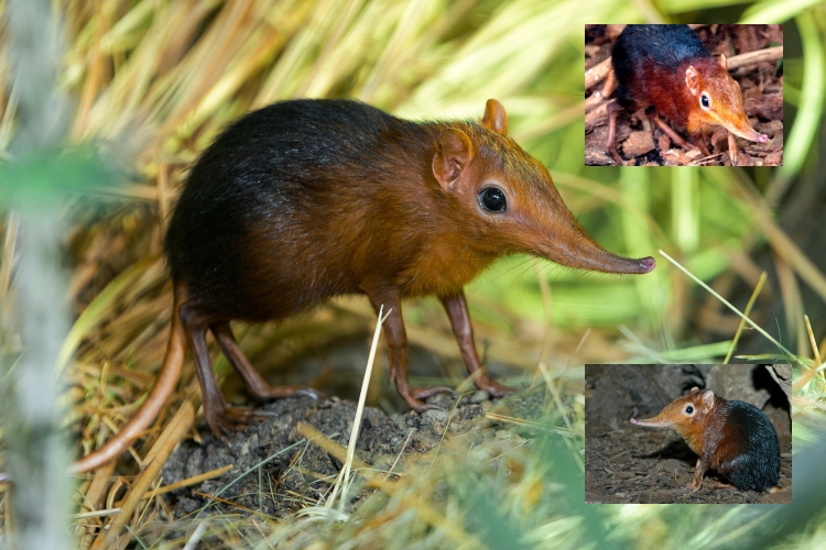 El elephant shrew: el diminuto “elefante” de África que corre como un rayo