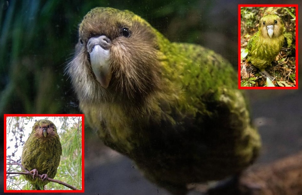 El kakapo: el loro más singular del planeta