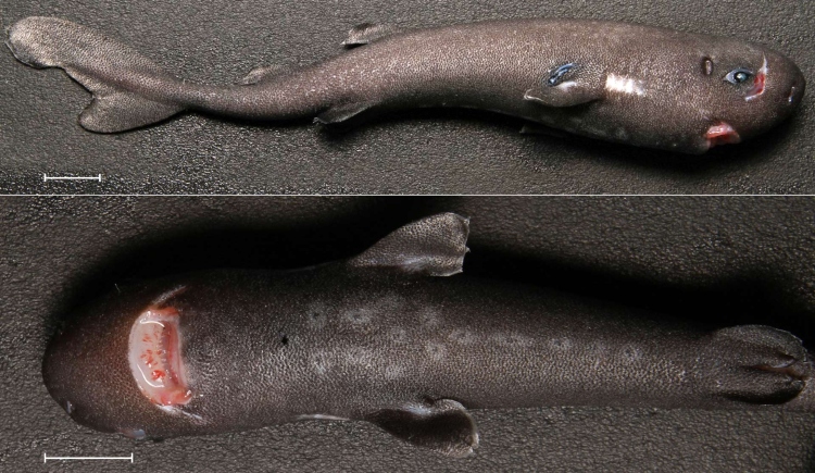 El tiburón de bolsillo que brilla en la oscuridad