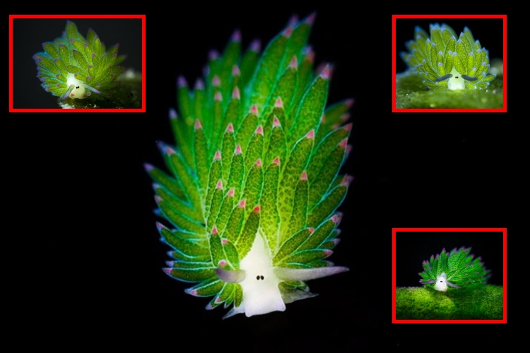La babosa de mar “Shaun la Oveja”: el adorable animal que hace fotosíntesis