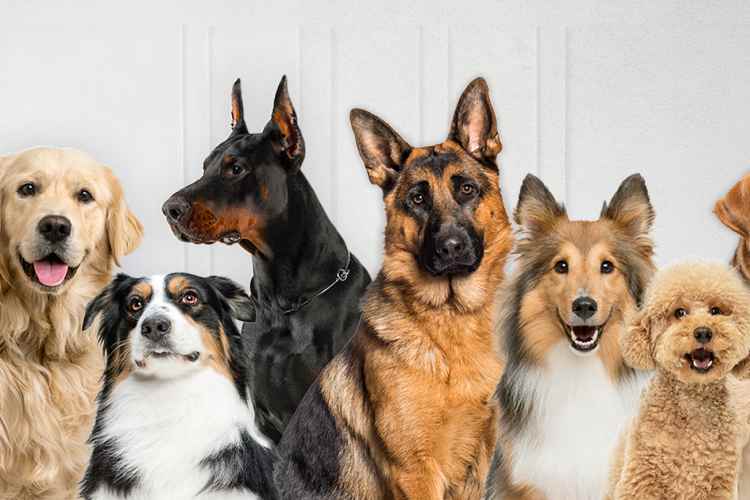 La primera píldora antienvejecimiento para perros