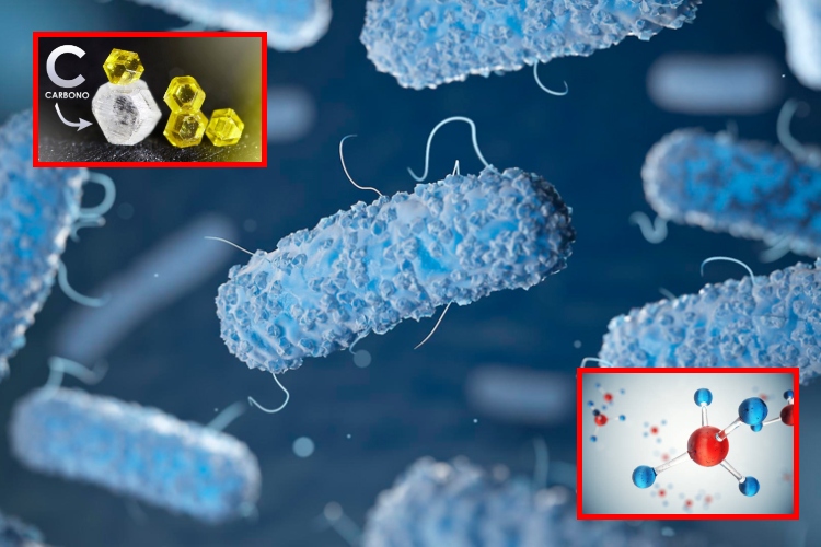 Microbios modificados para absorber carbono