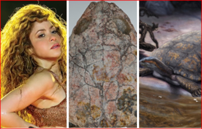 Desierto del Tatacoa- Tortuga- Fósil- Shakira- Universidad del Rosario- 18Nov-