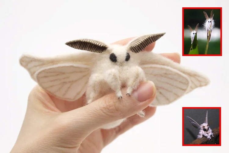 Polilla Caniche Venezolana: el misterioso insecto que parece un peluche
