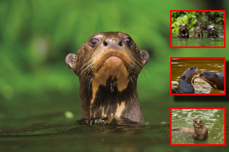 Reaparece el lobo de río tras 40 años: el depredador que creían extinto