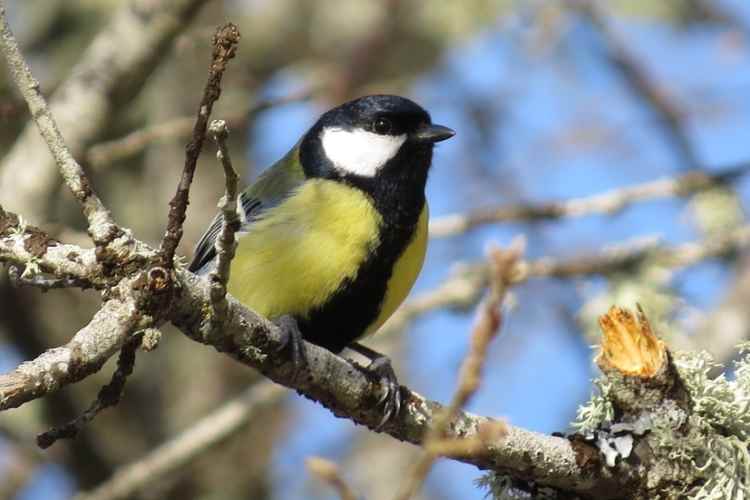 El sorprendente hábito invernal del carbonero mayor