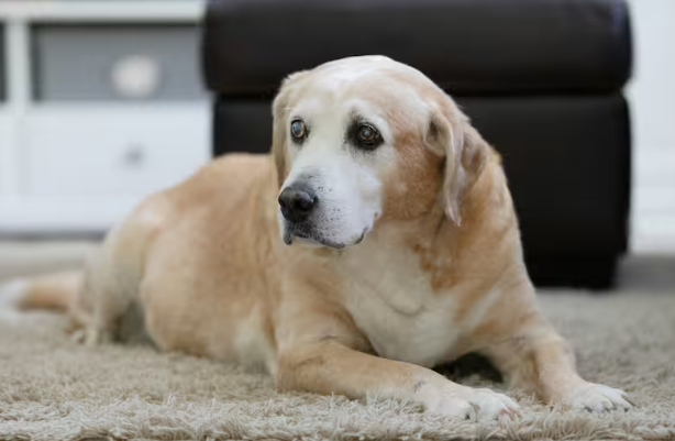 “Quiero adoptar un perrito invisible”: el mensaje que conmovió a un refugio de animales