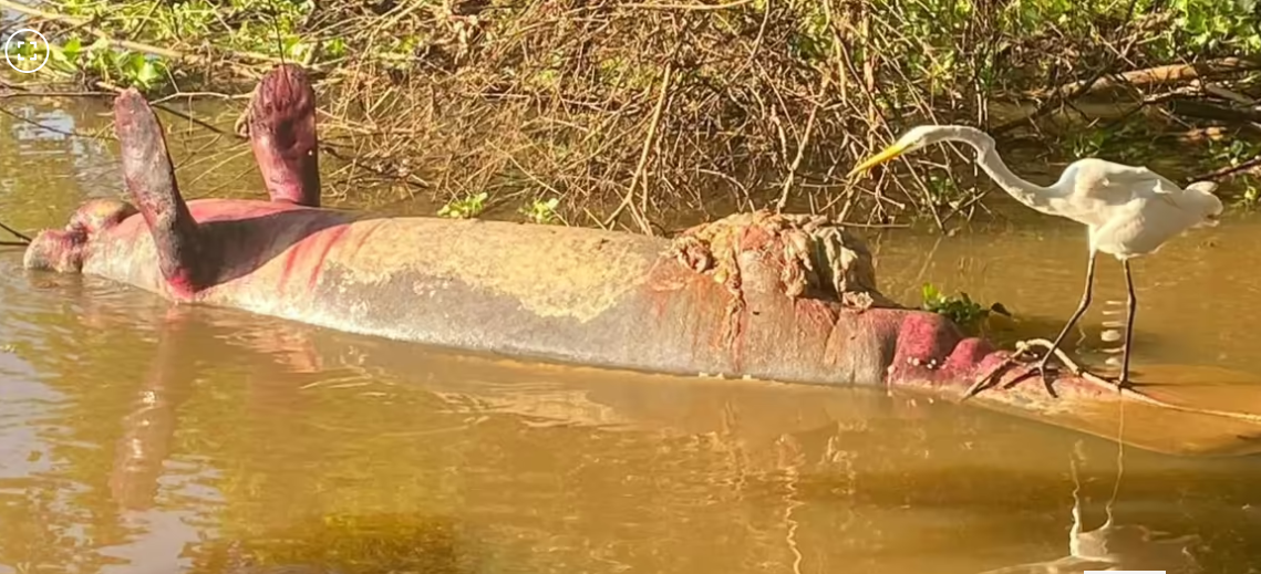 Hallan sin vida otro manatí en Barrancabermeja y alertan posible contaminación en el Magdalena Medio