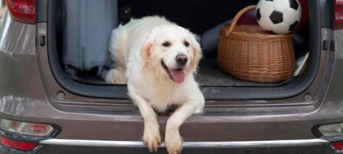 Recomendaciones clave para viajar con mascotas de forma segura y sin contratiempos