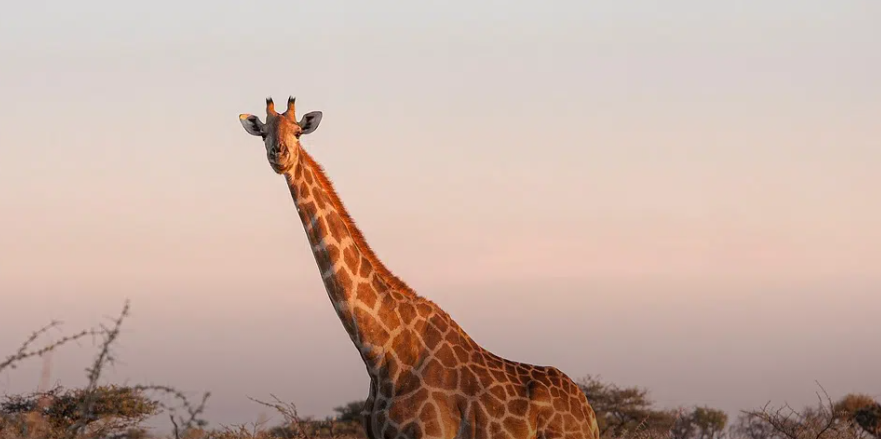 La escasez de sal redefine la vida de elefantes, jirafas y rinocerontes en África