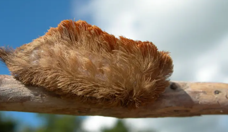 🐛 Florida alerta por la presencia de una oruga altamente venenosa que se camufla en árboles comunes