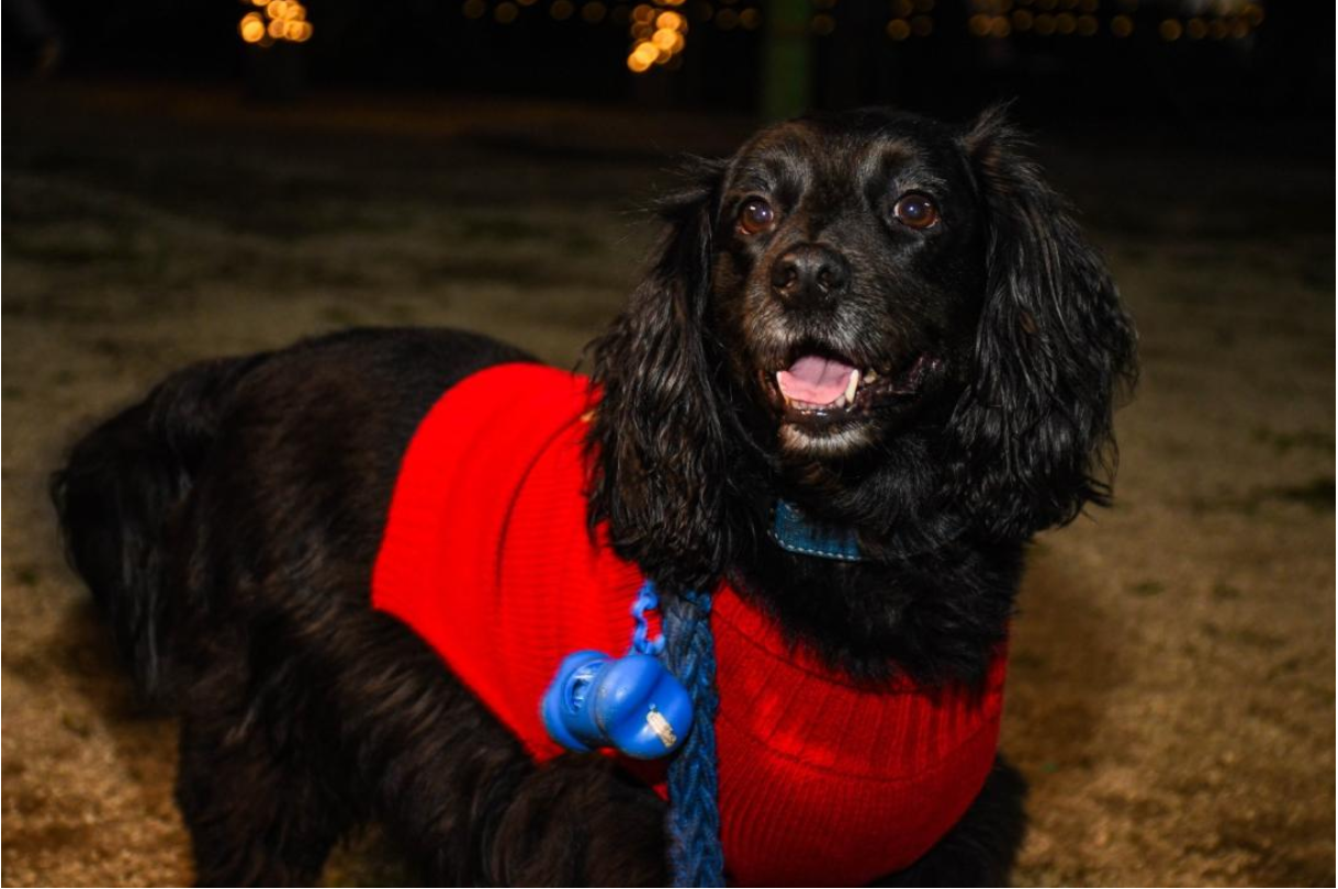 Comfenalco Tolima se suma a la Alianza por el Bienestar Animal