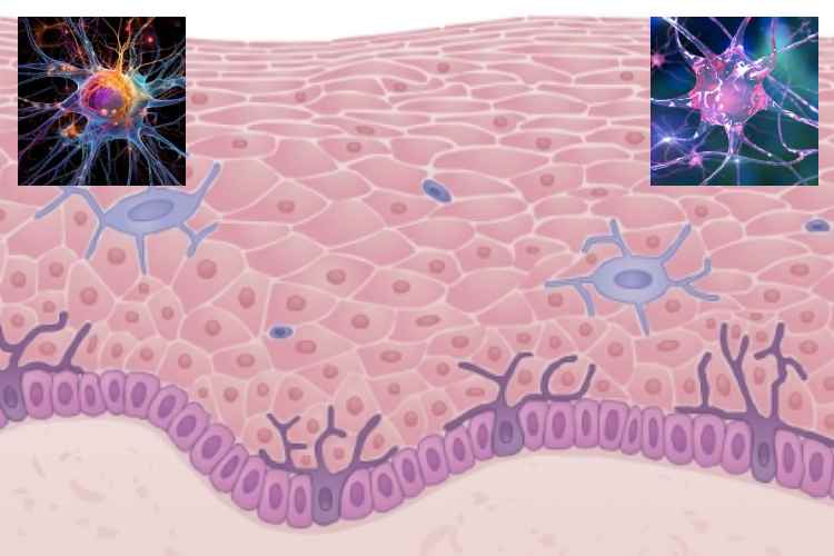 Científicos convierten células de la piel en neuronas funcionales