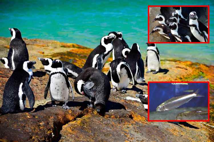 Colapso de sardinas deja a más de 60 mil pingüinos africanos al borde de la extinción