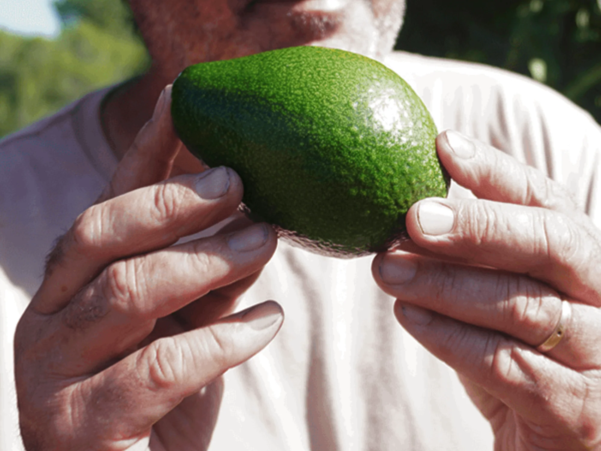 Aguacate en Colombia: expansión productiva y nuevos mercados internacionales