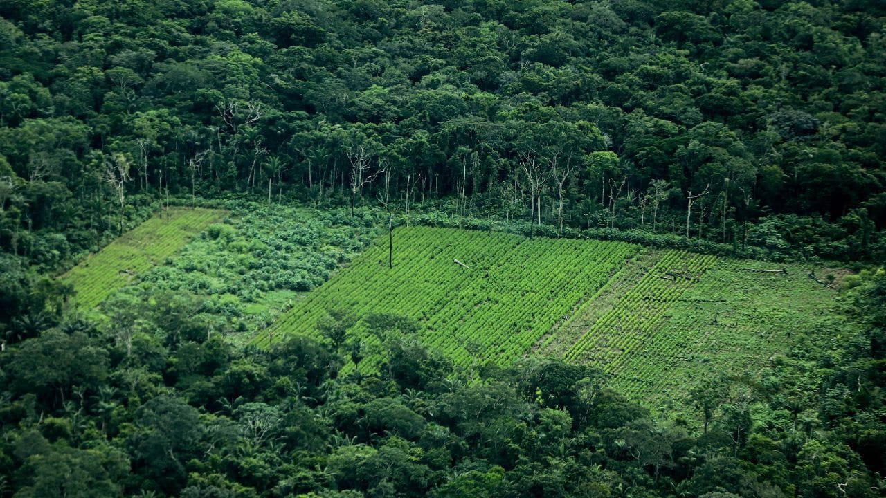 Colombia reporta una caída significativa en la deforestación del Amazonas en 2025