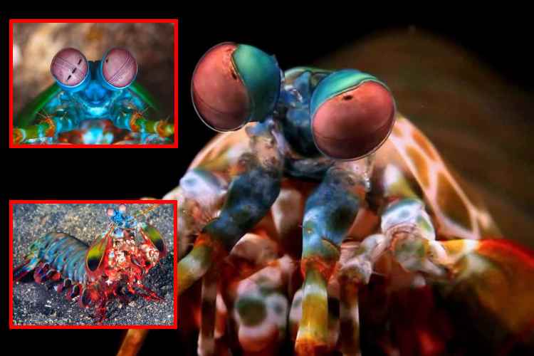 El camarón mantis no ve más colores que nosotros: los detecta más rápido