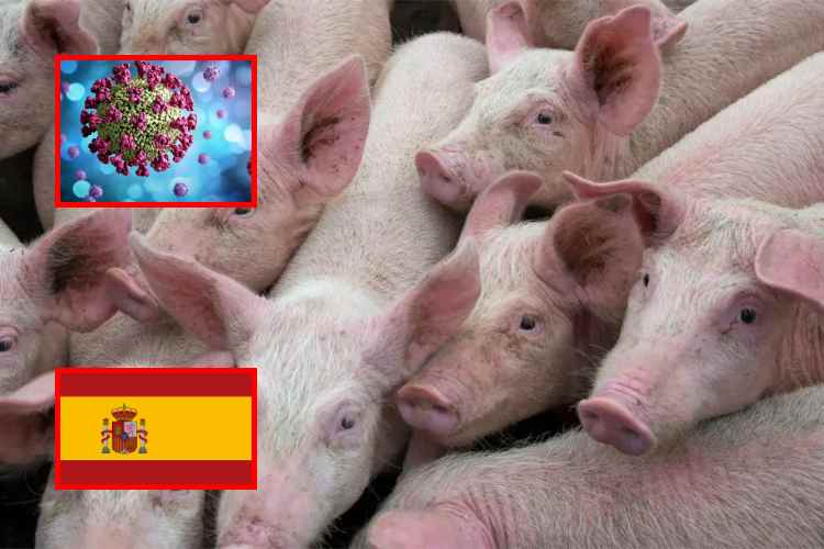 España investiga si brote de peste porcina en Barcelona salió de un laboratorio