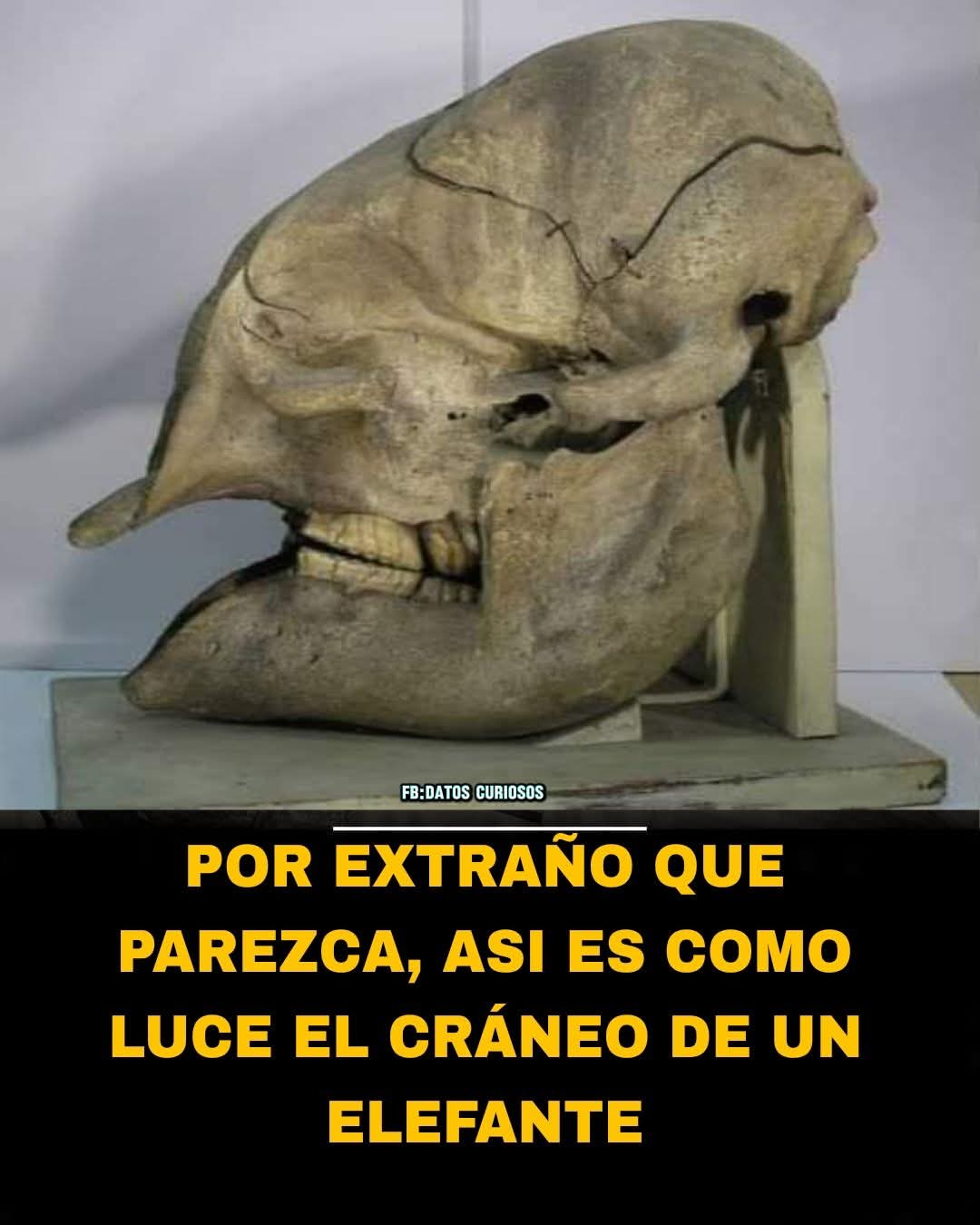 PERO ES UN ELEFANTE