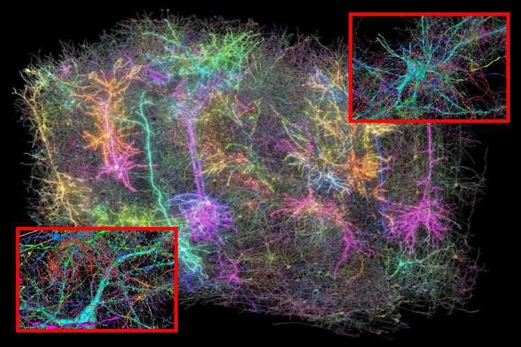 MICrONS logra el mapa cerebral más detallado jamás creado