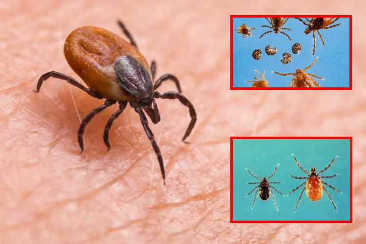 Nueva enfermedad por garrapatas alerta a científicos en EE. UU.