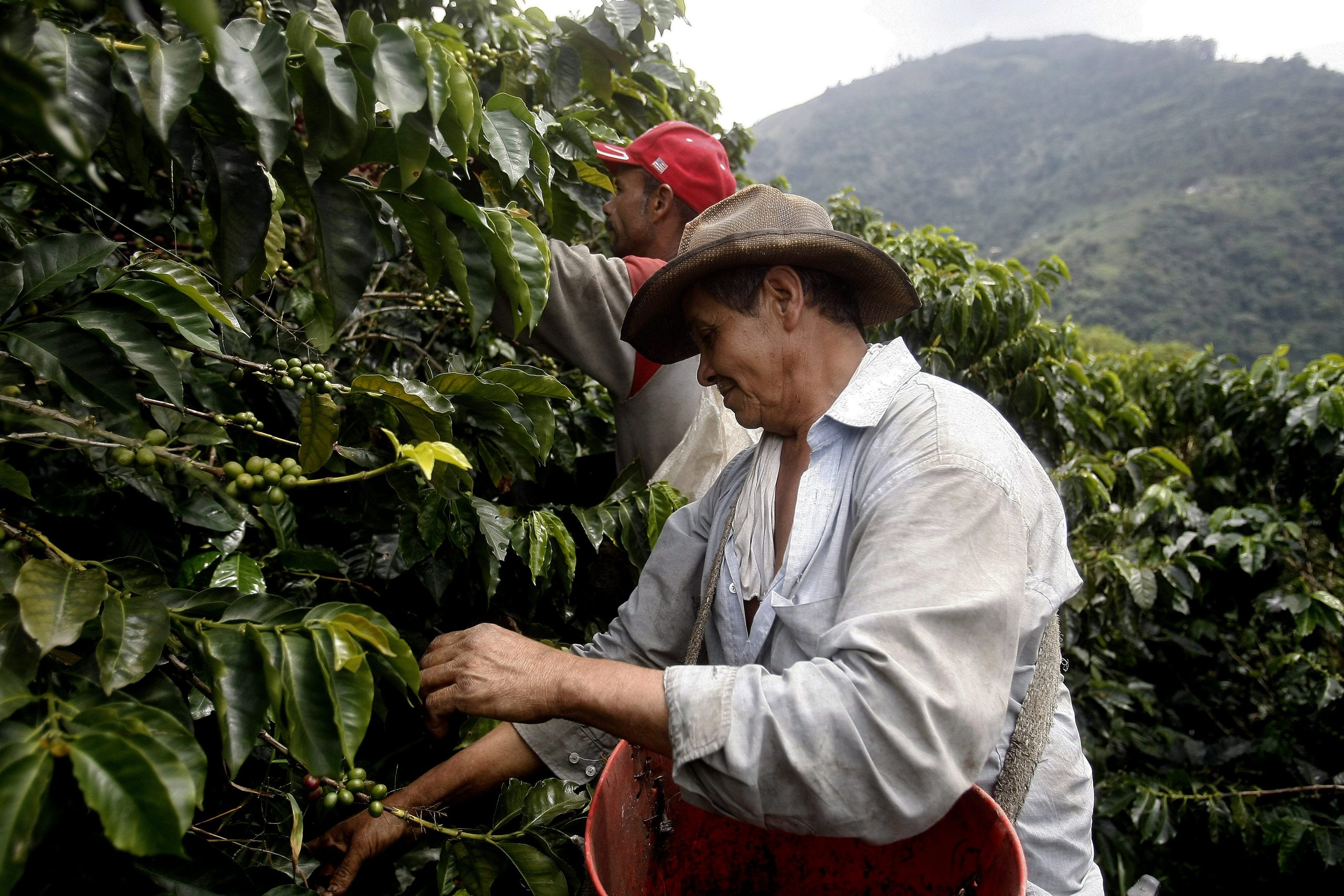 Caída del precio del café colombiano: inicia la semana con nueva baja