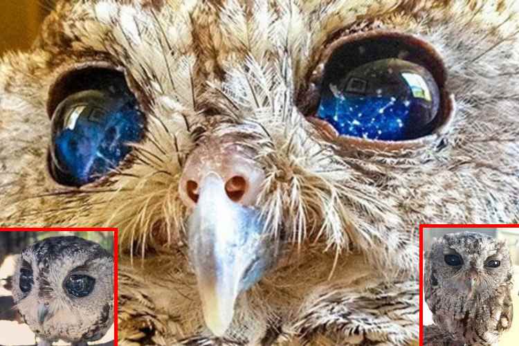 Zeus, el búho ciego cuyos ojos recuerdan a Van Gogh