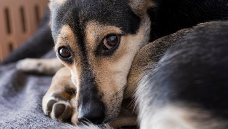 Diciembre y pólvora: cómo reducir el impacto en los animales