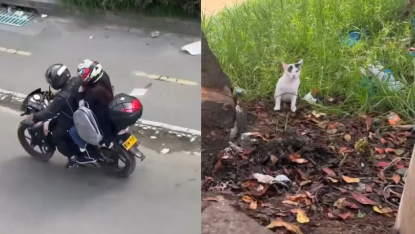Graban a una pareja abandonando un gato bebé en una zona boscosa de Bogotá; la comunidad exige identificar a los responsables