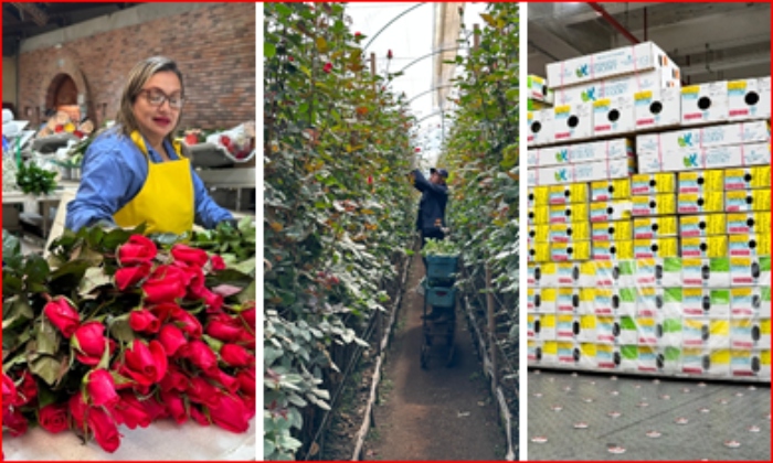 Flores- Colombia- San Valentín- Colombia- Asocolflores- Plan Pétalo- exportación- 15Feb-