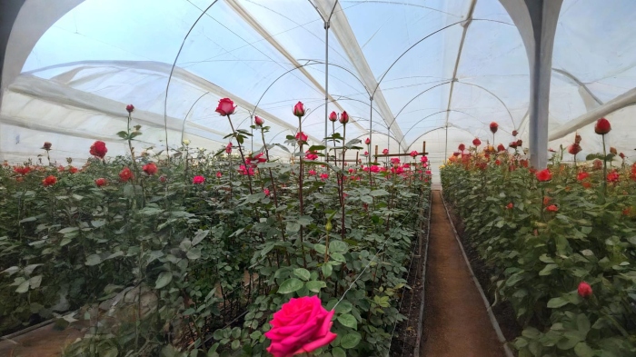 Flores- Colombia- Empresa Flores San Miguell- economia- exportaciones- EEUU-