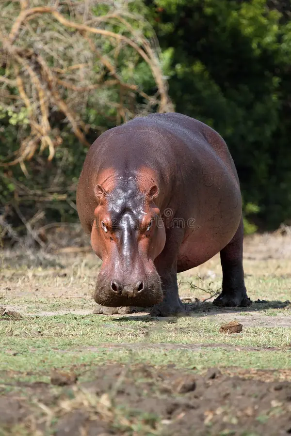 hipopótamos, especie invasora, Colombia, biodiversidad, Magdalena, control ambiental, fauna exótica