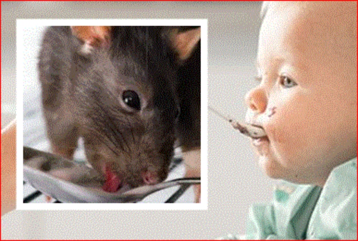 Venenzo- ratas-compota- bebés- Austria- HiPP zanahoria con papas-