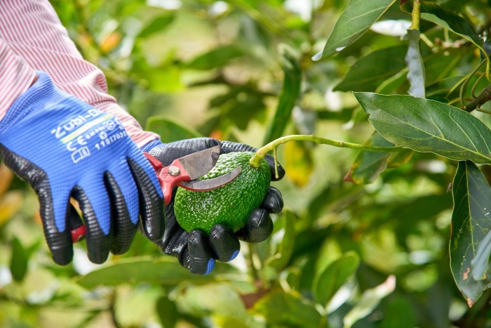 Corpohass- exportaciones- aguacate- Colombia- 10Abr-