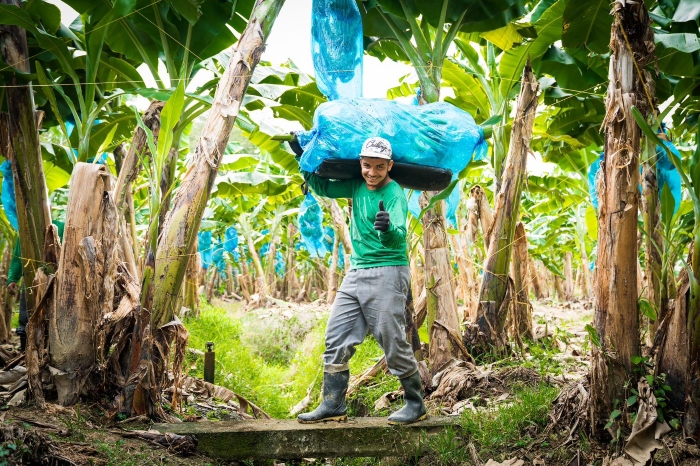 Colombia-banano- Emersona Aguirre Medina- Augura-