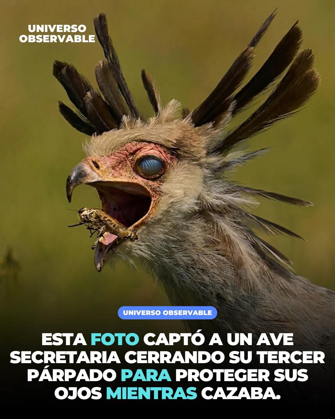 ave secretaria