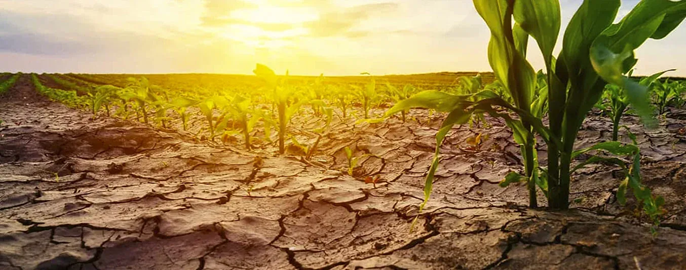 Cambio climático afecta producción agrícola en Colombia