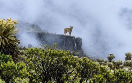 ¿Mensaje de la naturaleza? Avistamiento de un puma en Boyacá genera preocupación ambiental