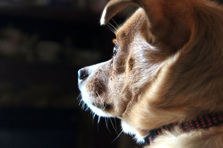 Perro observando fijamente una pared dentro de una casa mientras permanece atento a sonidos y estímulos imperceptibles para las personas.