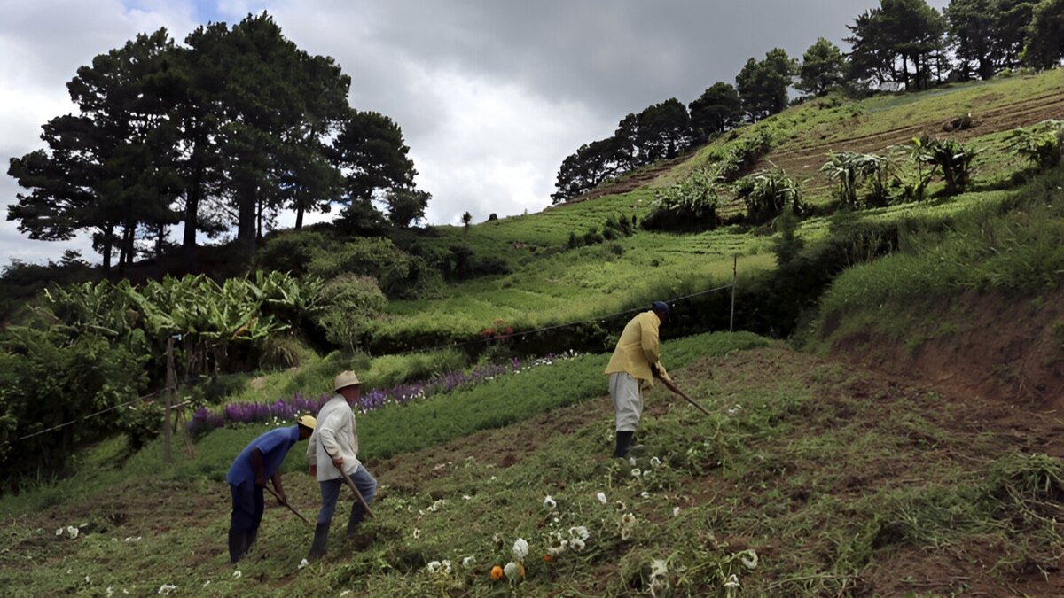 La reforma agraria de Gustavo Petro incumplió las metas.