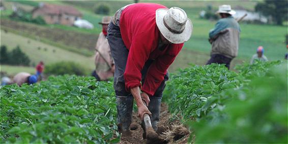 El dólar el terremoto y El Niño golpean al sector agropecuario.