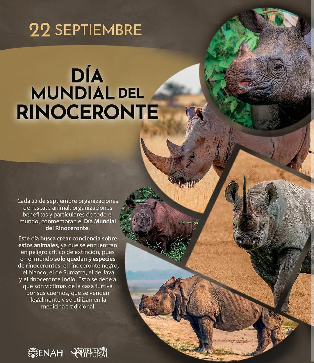 Proteger a los rinocerontes significa combatir la caza furtiva y el tráfico ilegal que amenazan su supervivencia
