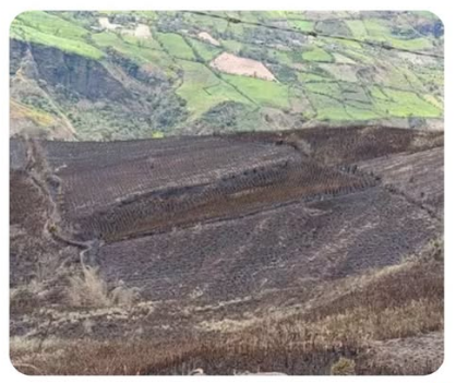 Más de 1.400 hectáreas productivas han sido consumidas por incendios